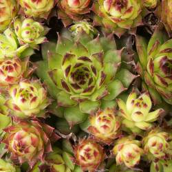 Sempervivum - Dachwurz - Hauswurz